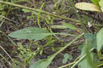 Pinnate prairie coneflower